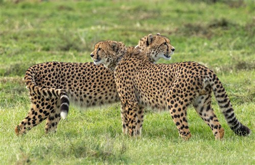 cheetah release copy Resized_1752046147224 cheetah release copy Resized_1752046147224